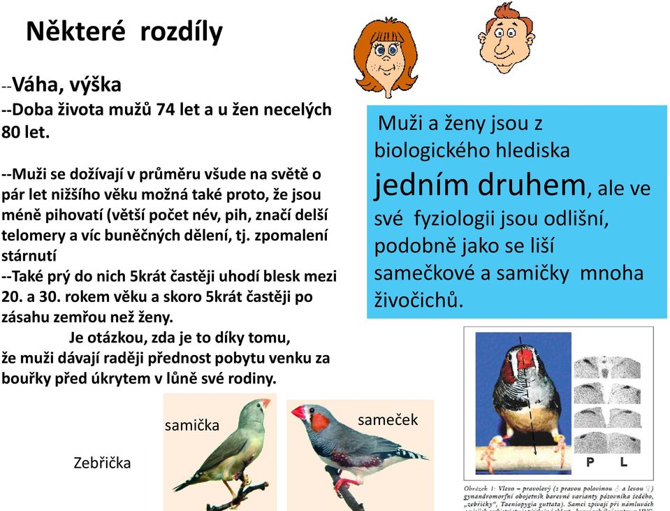 dělení, tj. zpomalení stárnutí --Také prý do nich 5krát častěji uhodí blesk mezi 20. a 30. rokem věku a skoro 5krát častěji po zásahu zemřou než ženy.