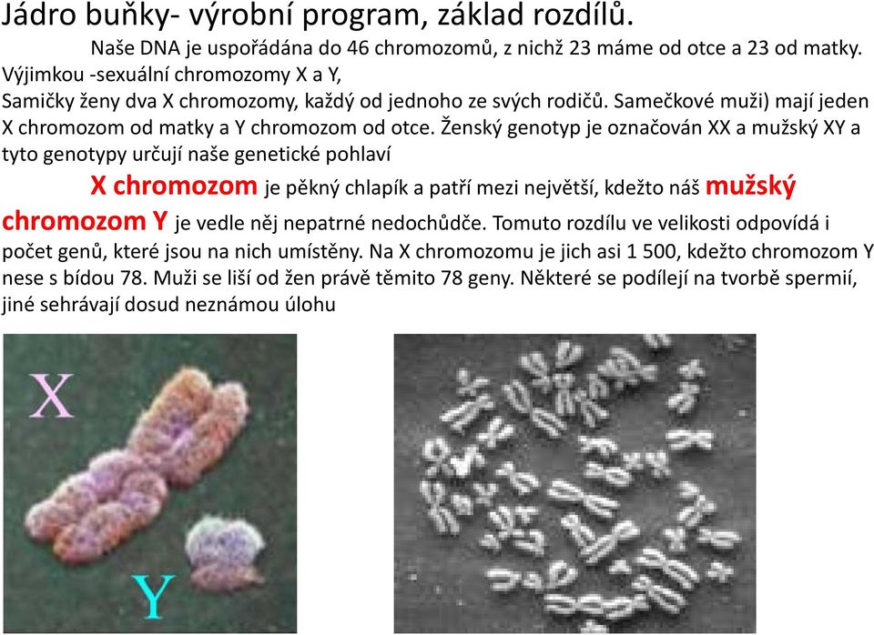 Ženský genotyp je označován XX a mužský XY a tyto genotypy určují naše genetické pohlaví X chromozom je pěkný chlapík a patří mezi největší, kdežto náš mužský chromozom Y je vedle něj nepatrné