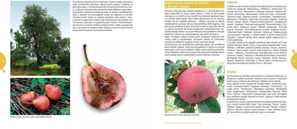 Nalezená odrůda krvavky ve starém neudržovaném sadu v Roudně má pomologické znaky, jež odkazují na odrůdu Krvavka veliká.