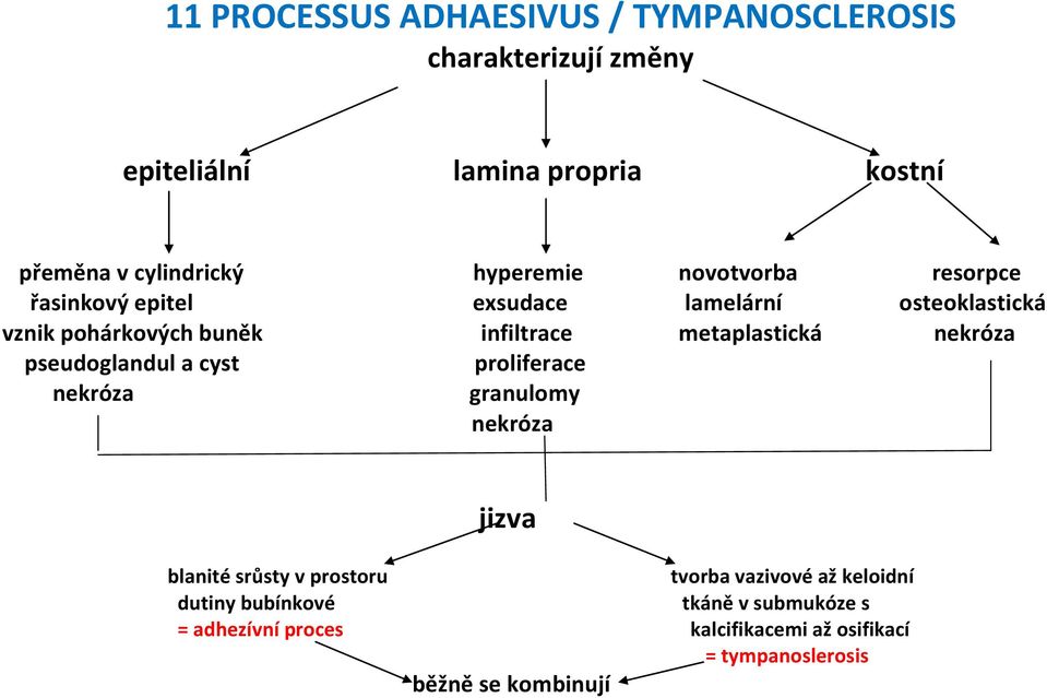 metaplastická nekróza pseudoglandul a cyst nekróza proliferace granulomy nekróza jizva blanité srůsty v prostoru tvorba