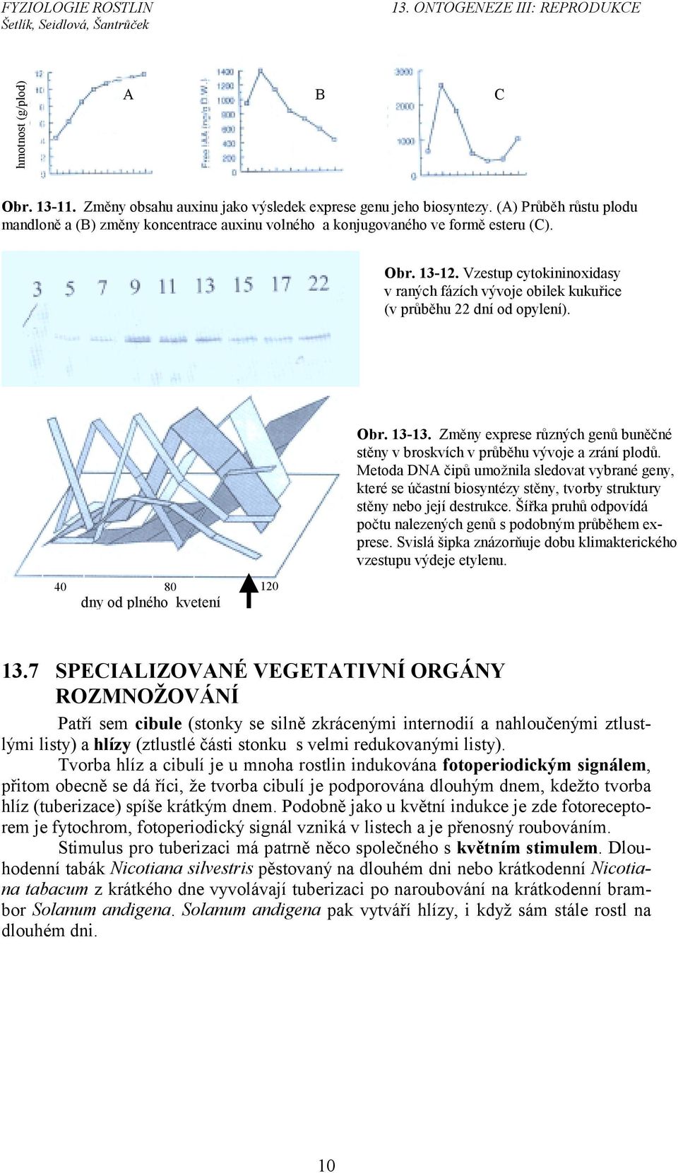 Vzestup cytokininoxidasy v raných fázích vývoje obilek kukuřice (v průběhu 22 dní od opylení). 40 80 120 dny od plného kvetení Obr. 13-13.