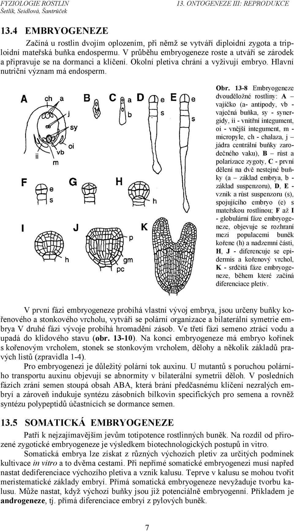 13-8 Embryogeneze dvouděložné rostliny: A vajíčko (a- antipody, vb - vaječná buňka, sy - synergidy, ii - vnitřní integument, oi - vnější integument, m - micropyle, ch - chalaza, j jádra centrální