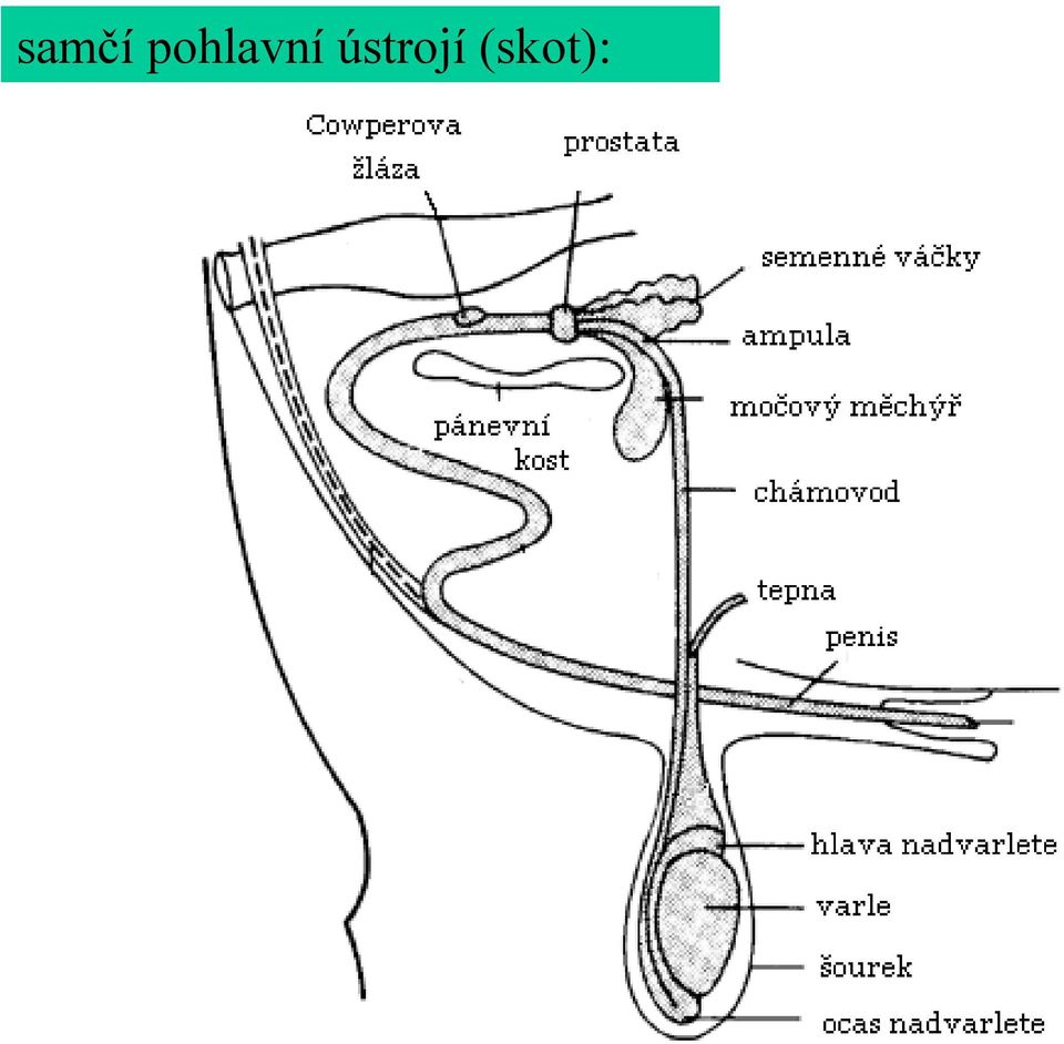 ústrojí