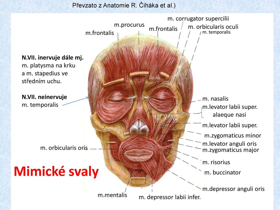 orbicularis oris Mimické svaly m.mentalis m. nasalis m.levator labii super. alaeque nasi m.levator labii super. m.zygomaticus minor m.