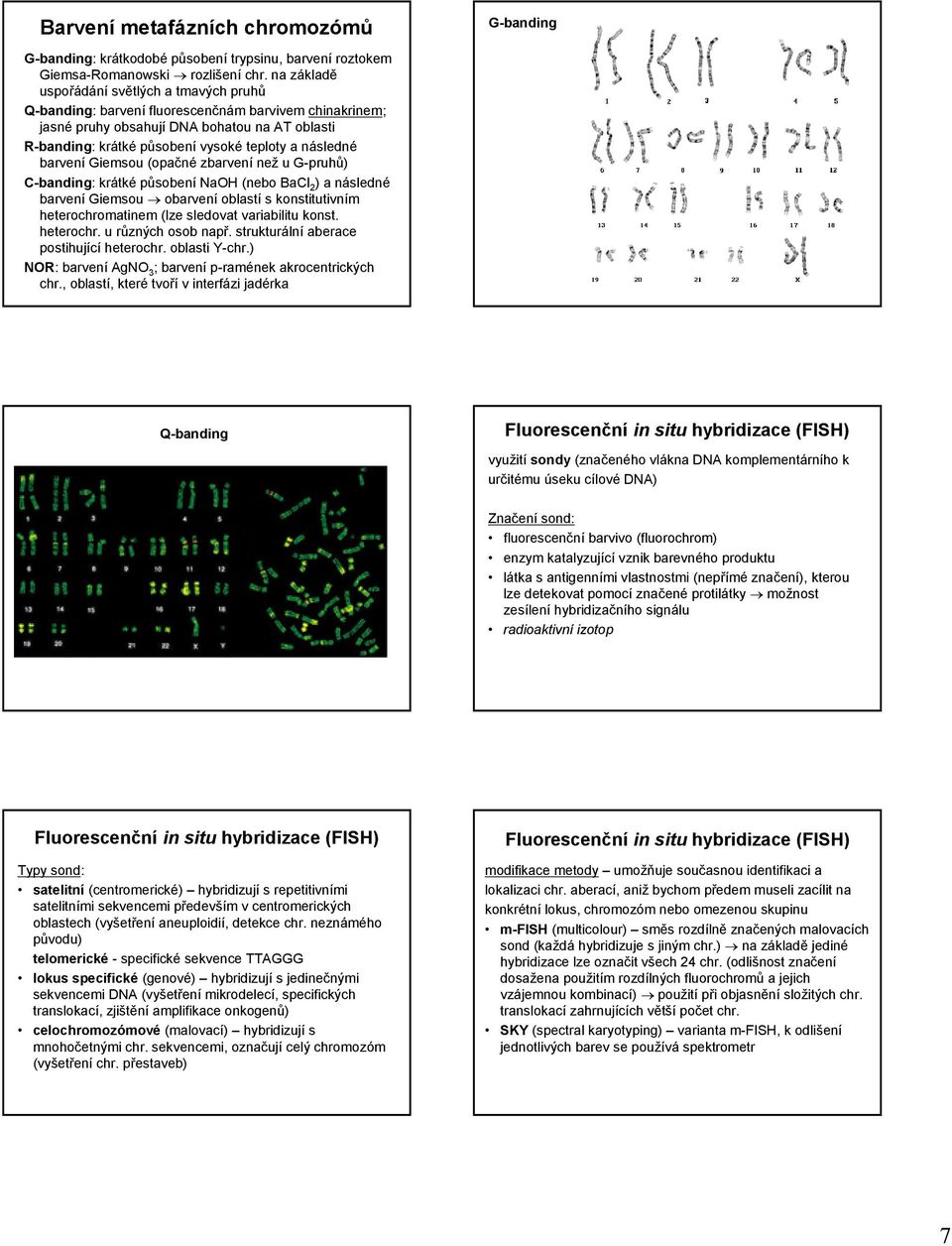 následné barvení Giemsou (opačné zbarvení než u G-pruhů) C-banding: krátké působení NaOH (nebo BaCl 2 ) a následné barvení Giemsou obarvení oblastí s konstitutivním heterochromatinem (lze sledovat