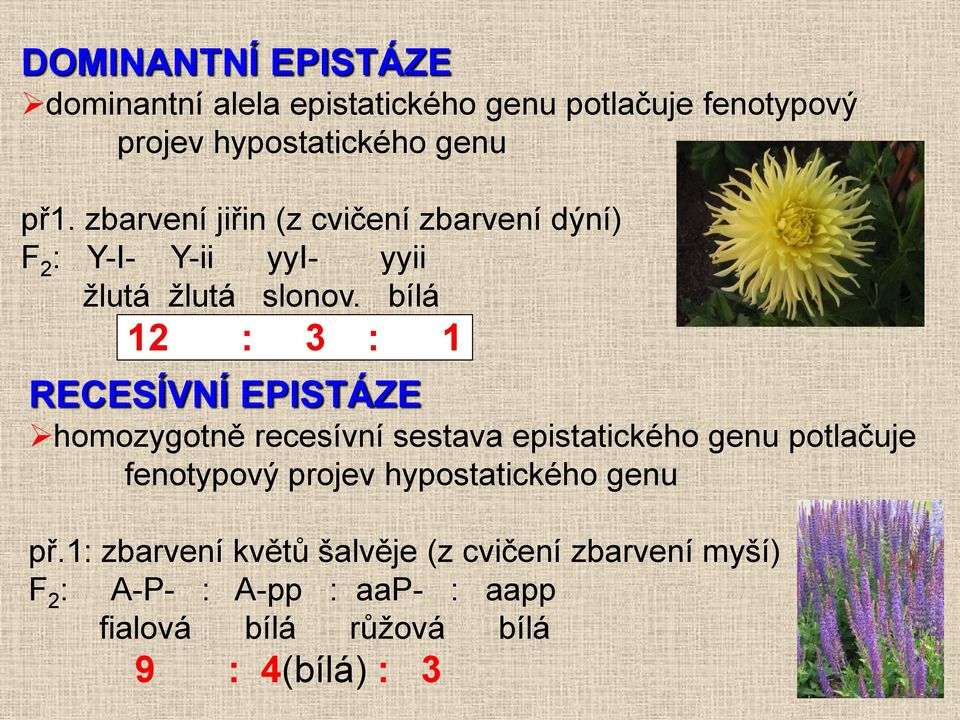 bílá 12 : 3 : 1 RECESÍVNÍ EPISTÁZE homozygotně recesívní sestava epistatického genu potlačuje fenotypový projev