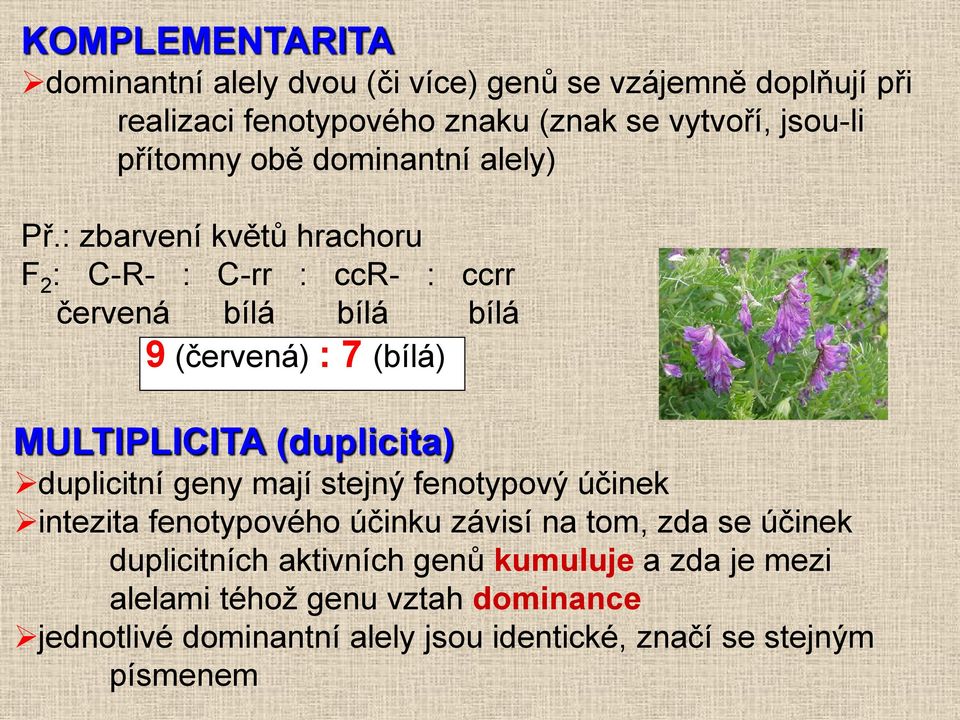 : zbarvení květů hrachoru F 2 : C-R- : C-rr : ccr- : ccrr červená bílá bílá bílá 9 (červená) : 7 (bílá) MULTIPLICITA (duplicita)