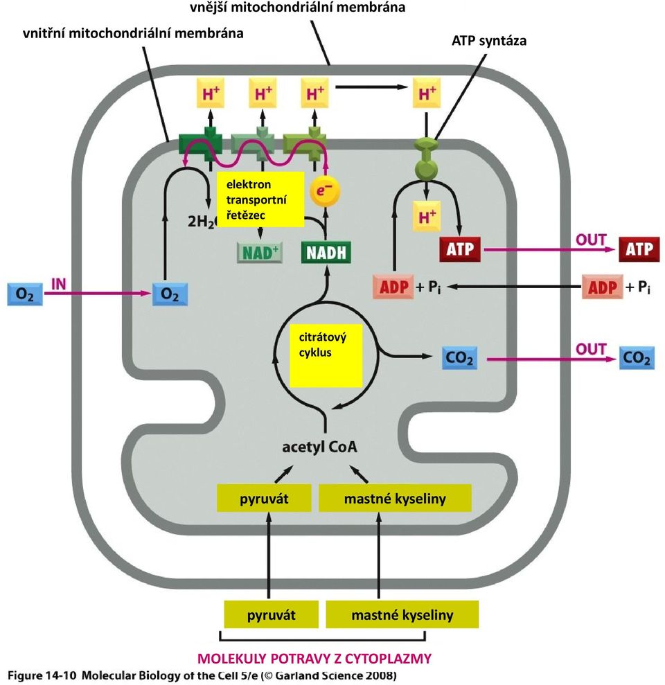 transportní řetězec citrátový cyklus pyruvát