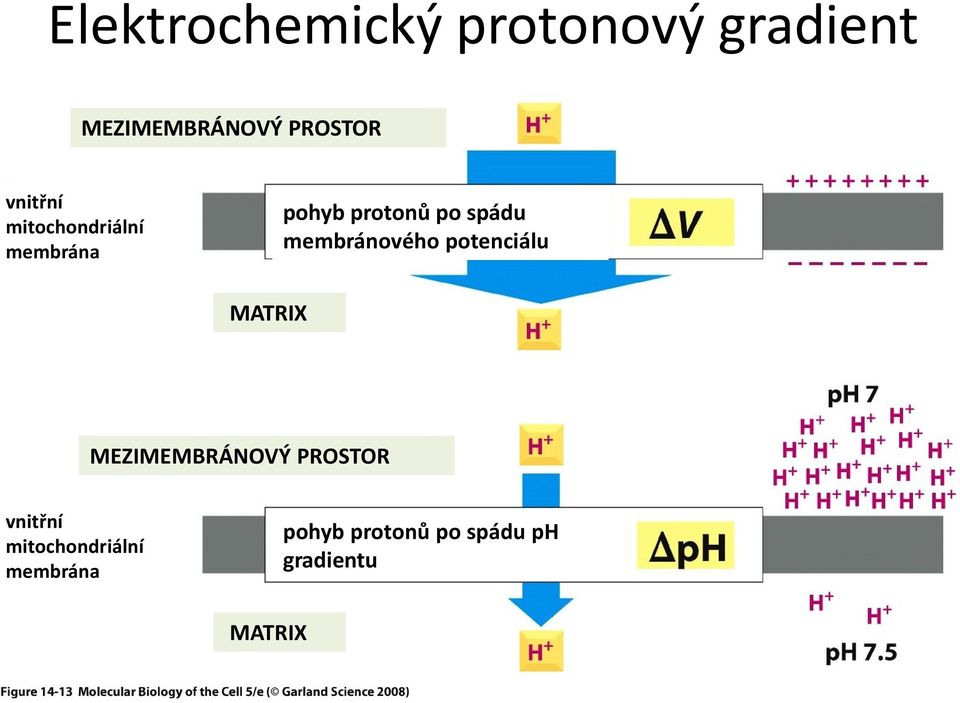 membránového potenciálu MATRIX MEZIMEMBRÁNOVÝ PROSTOR  ph