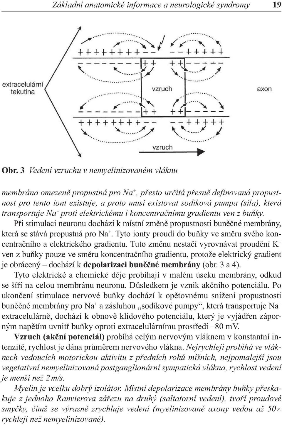 která transportuje Na + proti elektrickému i koncentračnímu gradientu ven z buňky. Při stimulaci neuronu dochází k místní změně propustnosti buněčné membrány, která se stává propustná pro Na +.