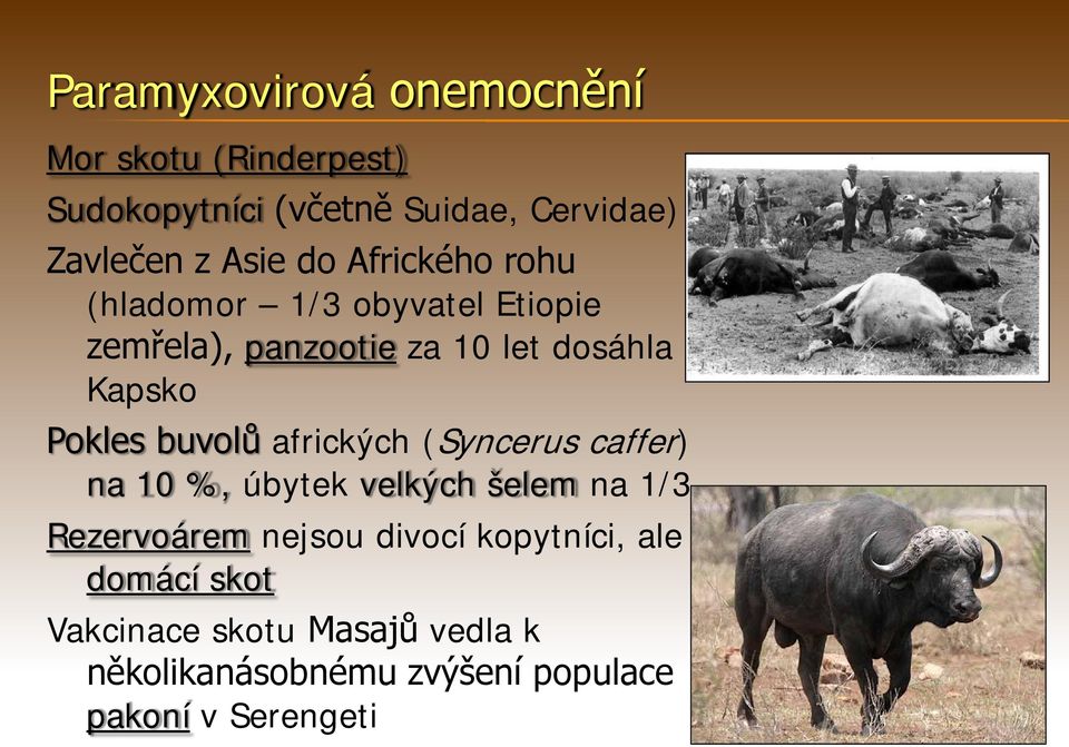 Pokles buvolů afrických (Syncerus caffer) na 10 %, úbytek velkých šelem na 1/3 Rezervoárem nejsou