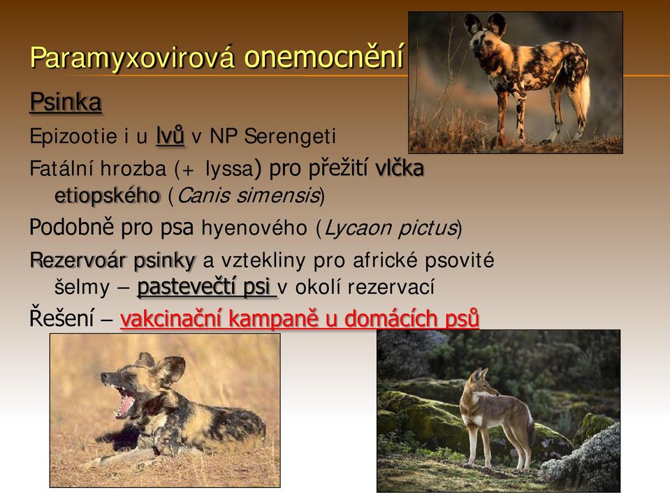 psa hyenového (Lycaon pictus) Rezervoár psinky a vztekliny pro africké