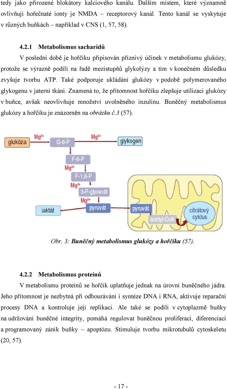 1 Metabolismus sacharidů V poslední době je hořčíku připisován příznivý účinek v metabolismu glukózy, protože se výrazně podílí na řadě mezistupňů glykolýzy a tím v konečném důsledku zvyšuje tvorbu