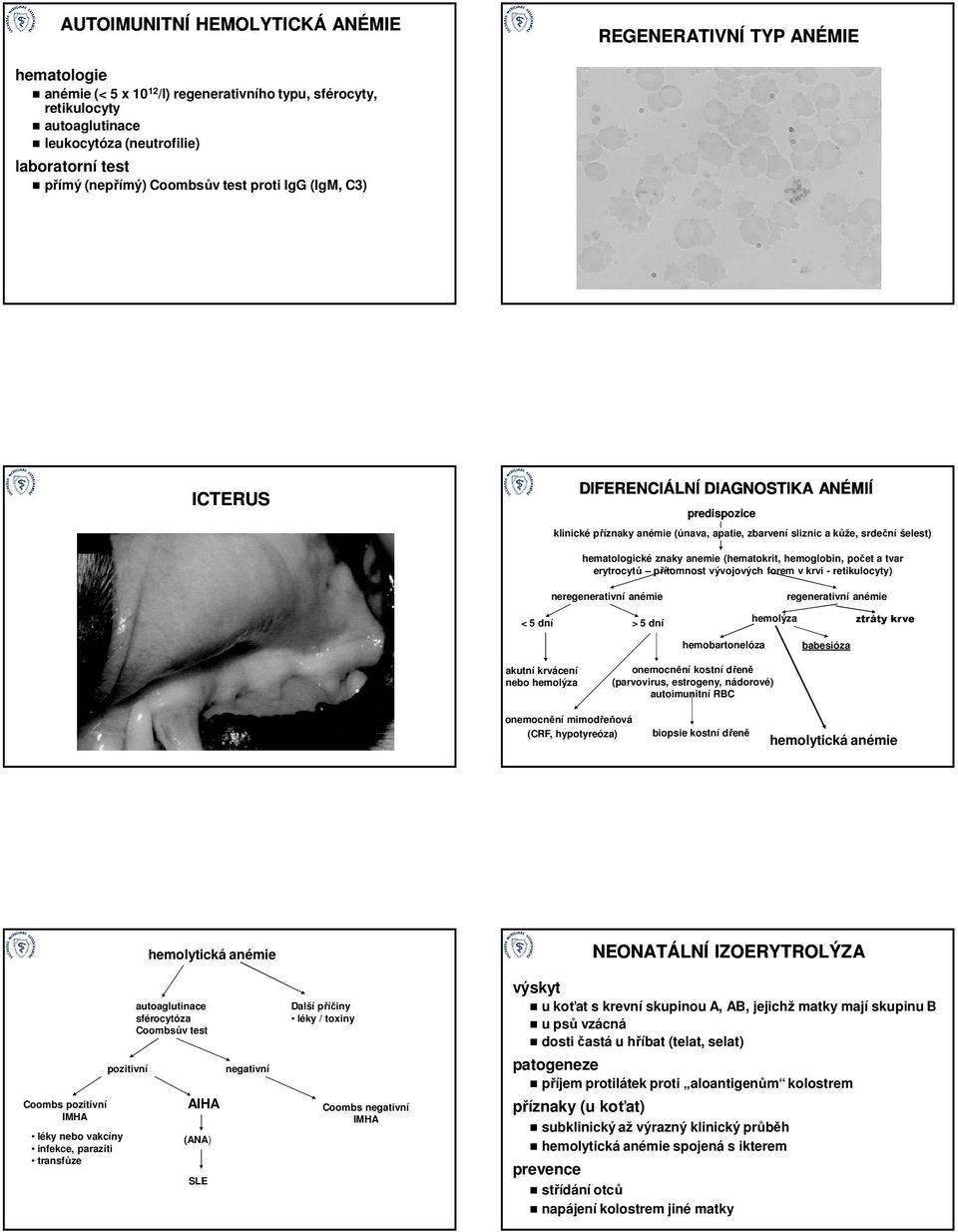 (hematokrit, hemoglobin, počet a tvar erytrocytů přítomnost vývojových forem v krvi - retikulocyty) neregenerativní anémie regenerativní anémie < 5 dní > 5 dní hemolýza ztráty krve hemobartonelóza