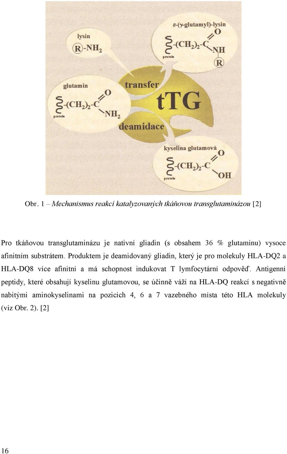Produktem je deamidovaný gliadin, který je pro molekuly HLA-DQ2 a HLA-DQ8 více afinitní a má schopnost indukovat T lymfocytární