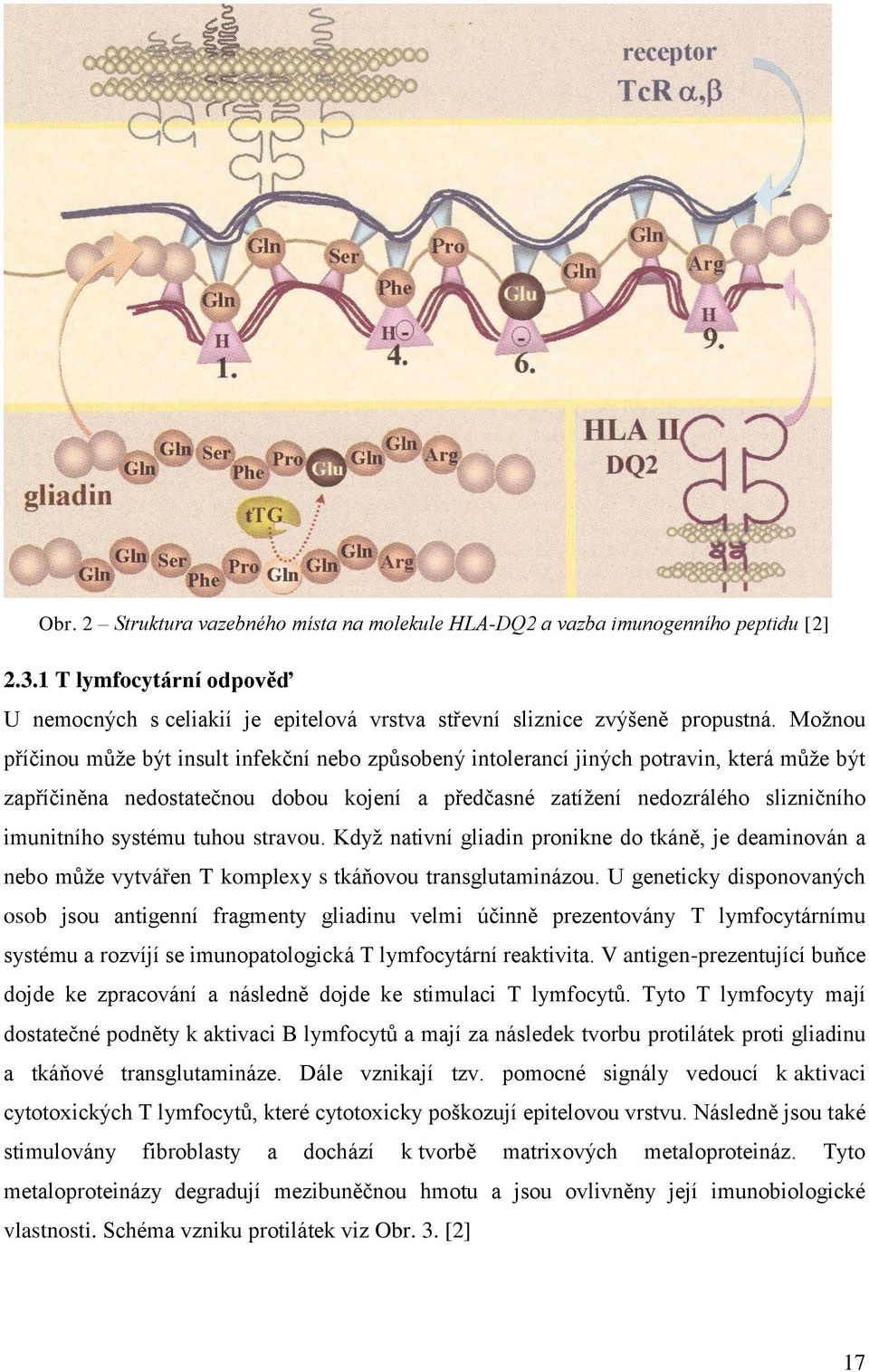 systému tuhou stravou. Když nativní gliadin pronikne do tkáně, je deaminován a nebo může vytvářen T komplexy s tkáňovou transglutaminázou.