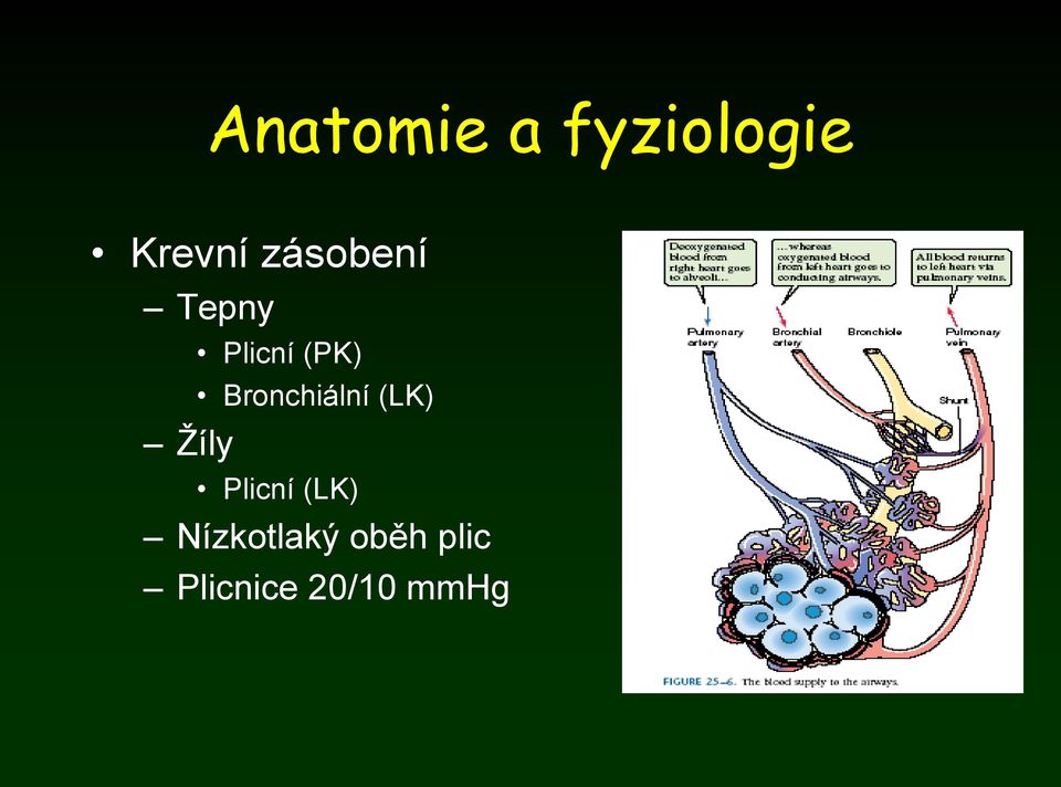 Bronchiální (LK) Plicní (LK)