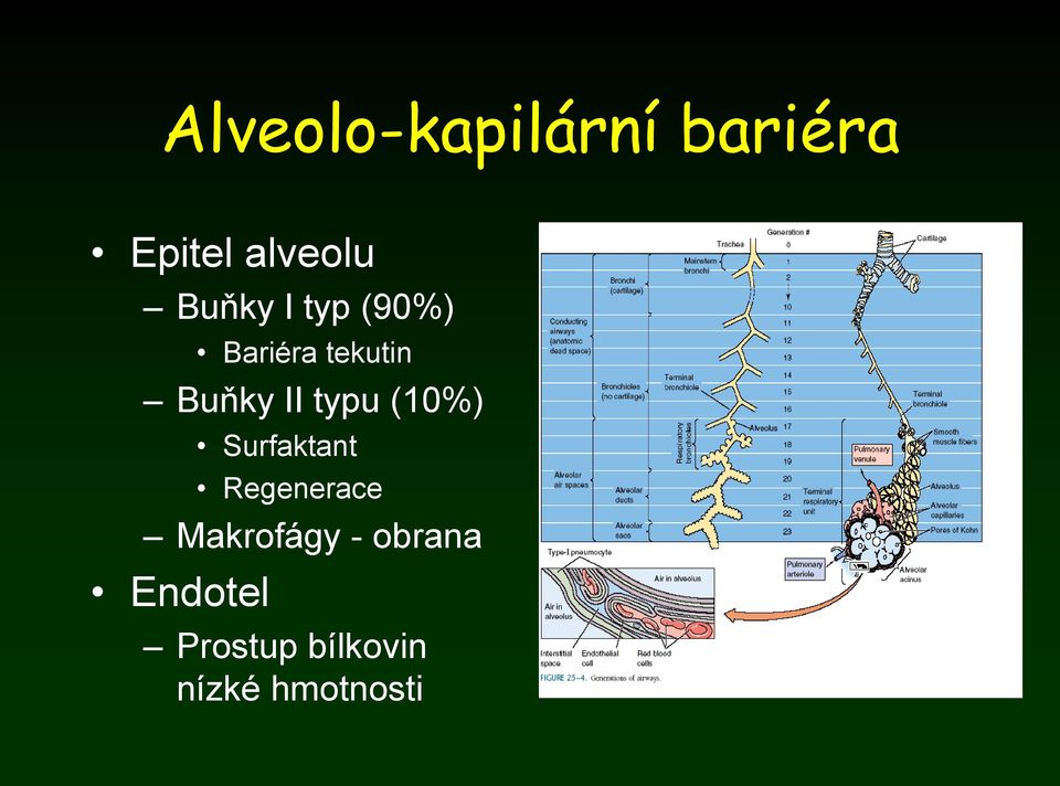 typu (10%) Surfaktant Regenerace Makrofágy