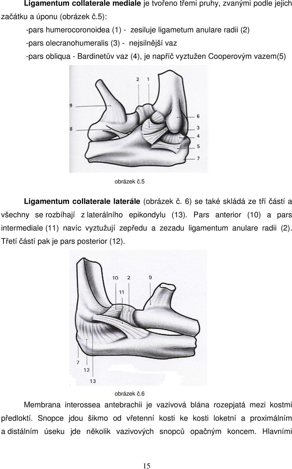 č.5 Ligamentum collaterale laterále (obrázek č. 6) se také skládá ze tří částí a všechny se rozbíhají z laterálního epikondylu (13).