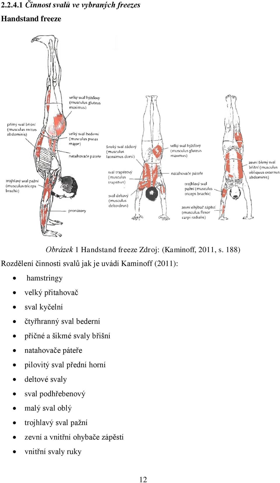 188) Rozdělení činnosti svalů jak je uvádí Kaminoff (2011): hamstringy velký přitahovač sval kyčelní