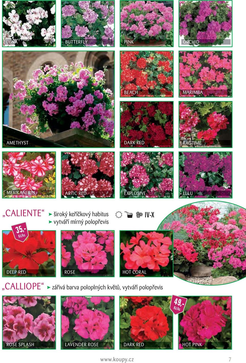 polopřevis IV-X DEEP RED ROSE HOT CORAL CALLIOPE zářivá barva poloplných