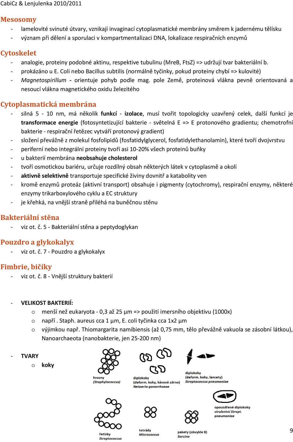 Cli neb Bacillus subtilis (nrmálně tyčinky, pkud prteiny chybí => kulvité) - Magnetspirillum - rientuje phyb pdle mag.