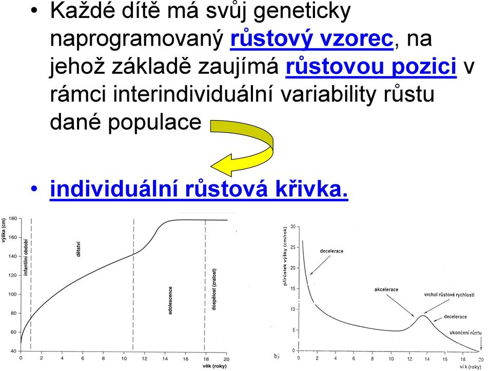 růstovou pozici v rámci interindividuální