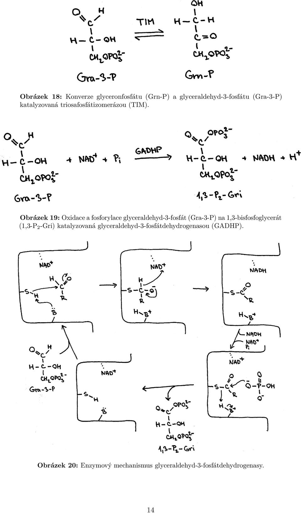 Obrázek 19: Oxidace a fosforylace glyceraldehyd-3-fosfát (Gra-3-P) na 1,3-bisfosfoglycerát