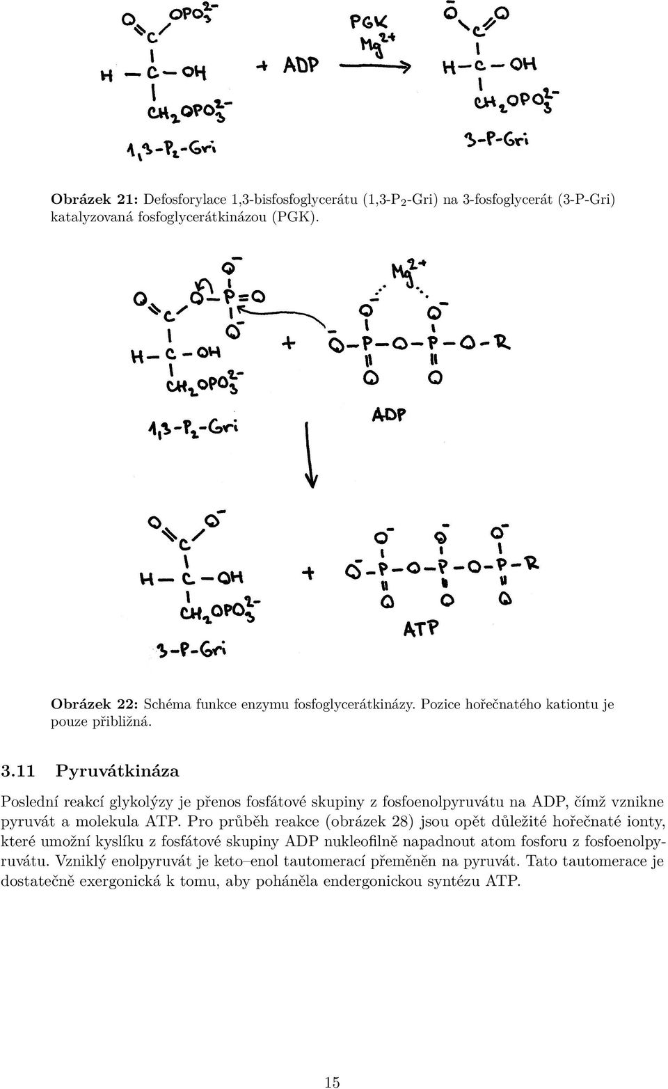 11 Pyruvátkináza Poslední reakcí glykolýzy je přenos fosfátové skupiny z fosfoenolpyruvátu na ADP, čímž vznikne pyruvát a molekula ATP.