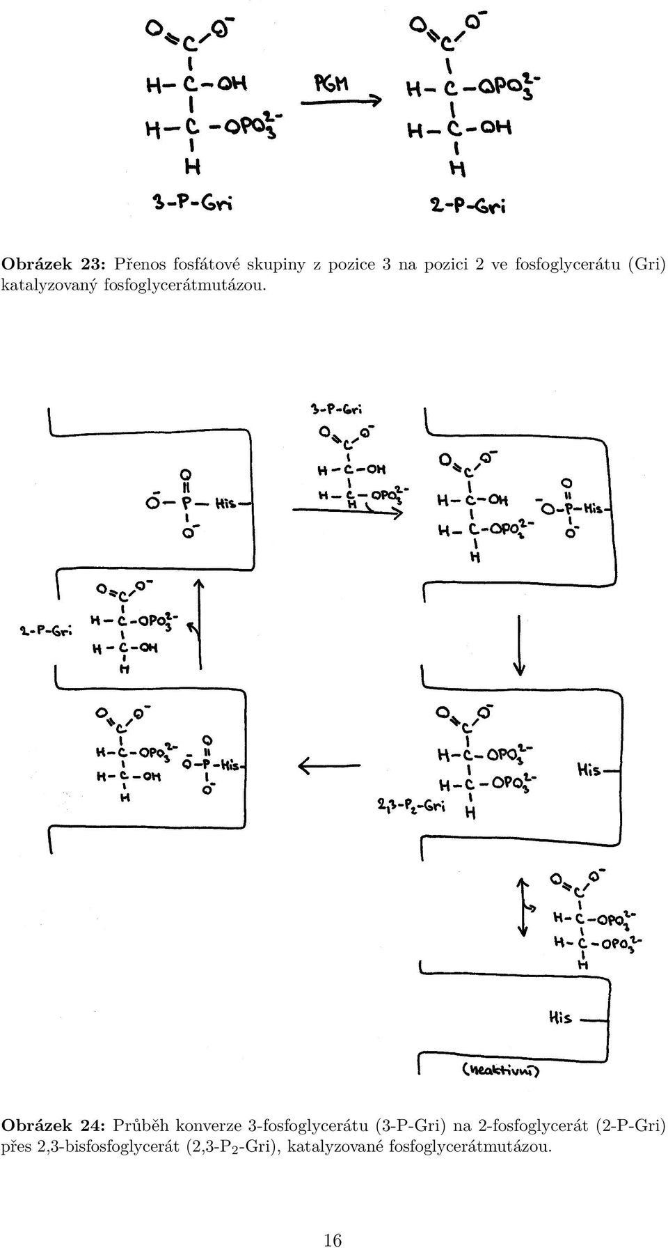 Obrázek 24: Průběh konverze 3-fosfoglycerátu (3-P-Gri) na