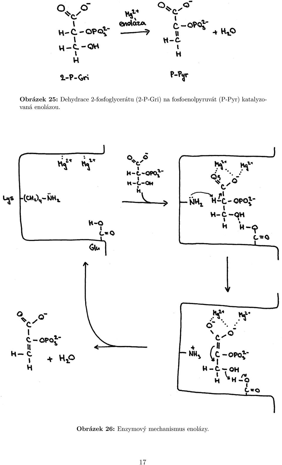 fosfoenolpyruvát (P-Pyr)