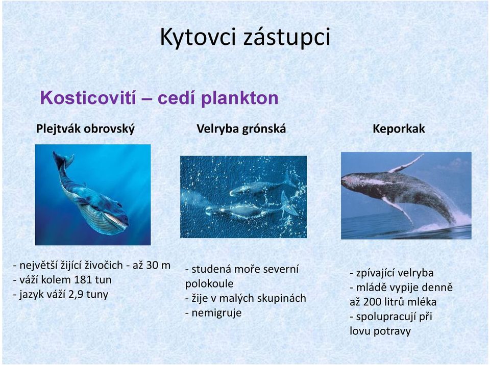 2,9 tuny - studená moře severní polokoule - žije v malých skupinách - nemigruje -