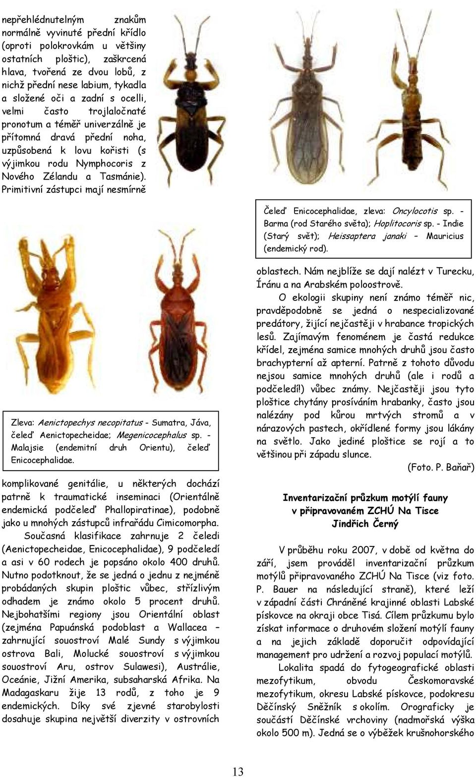 Primitivní zástupci mají nesmírně Čeleď Enicocephalidae, zleva: Oncylocotis sp. - Barma (rod Starého světa); Hoplitocoris sp. - Indie (Starý svět); Heissaptera janaki Mauricius (endemický rod).