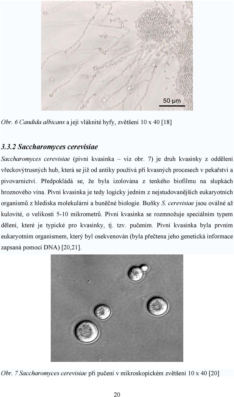 Předpokládá se, že byla izolována z tenkého biofilmu na slupkách hroznového vína.