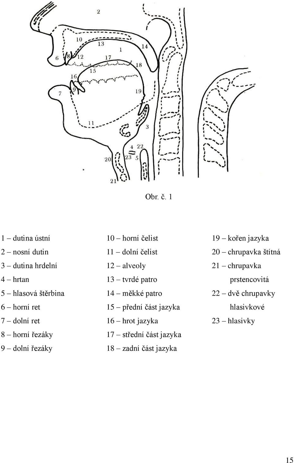 8 horní řezáky 9 dolní řezáky 10 horní čelist 11 dolní čelist 12 alveoly 13 tvrdé patro 14 měkké