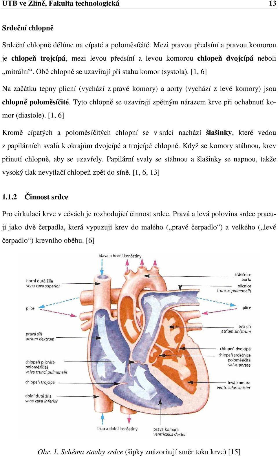 [1, 6] Na začátku tepny plicní (vychází z pravé komory) a aorty (vychází z levé komory) jsou chlopně poloměsíčité. Tyto chlopně se uzavírají zpětným nárazem krve při ochabnutí komor (diastole).