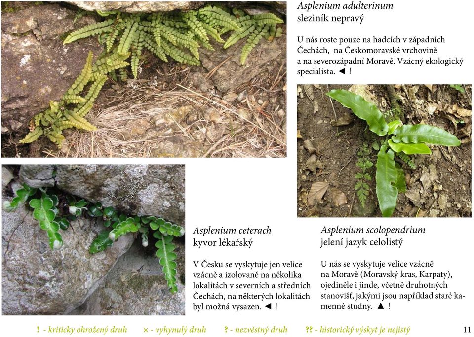 ! Asplenium ceterach kyvor lékařský V Česku se vyskytuje jen velice vzácně a izolovaně na několika lokalitách v severních a středních Čechách, na některých