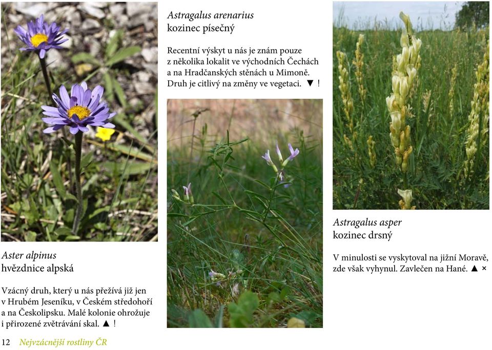 ! Astragalus asper kozinec drsný Aster alpinus hvězdnice alpská V minulosti se vyskytoval na jižní Moravě, zde však vyhynul.