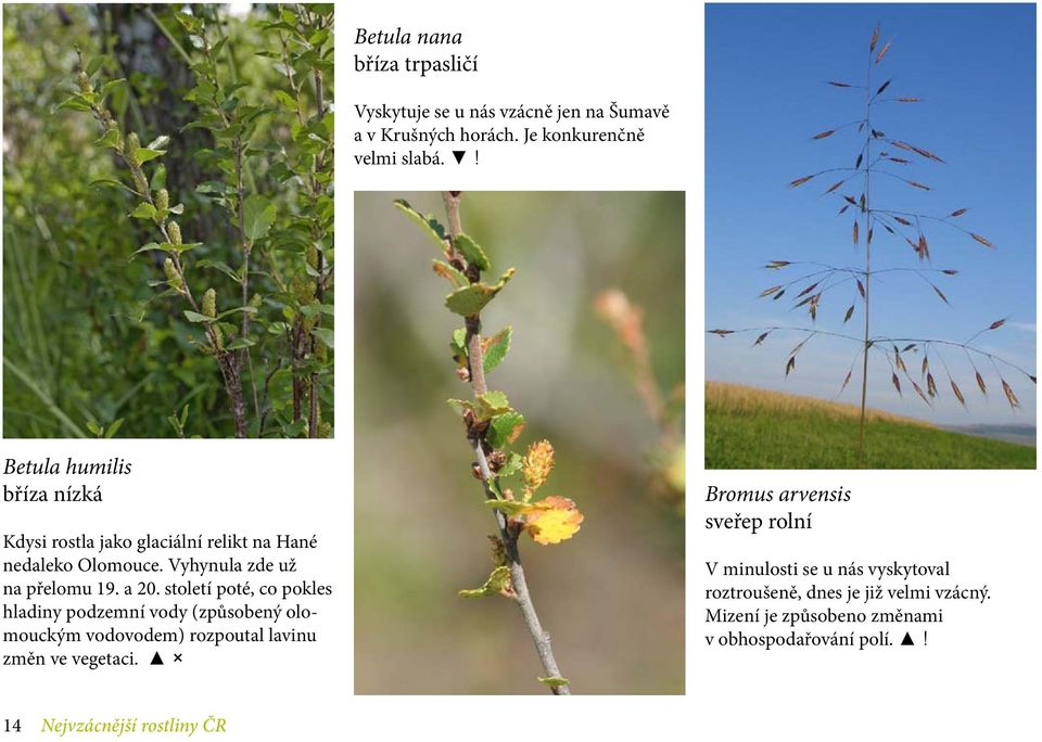 století poté, co pokles hladiny podzemní vody (způsobený olomouckým vodovodem) rozpoutal lavinu změn ve vegetaci.