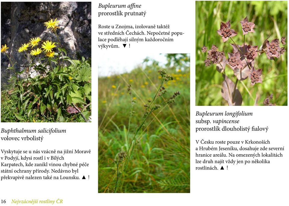 státní ochrany přírody. Nedávno byl překvapivě nalezen také na Lounsku.! Bupleurum longifolium subsp.