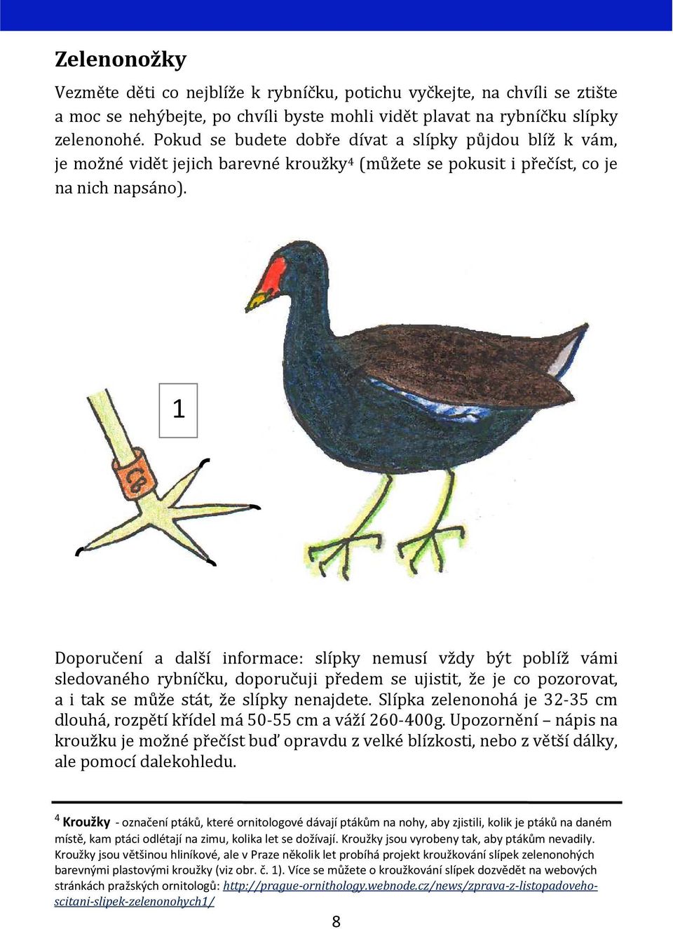 1 Doporučení a další informace: slípky nemusí vždy být poblíž vámi sledovaného rybníčku, doporučuji předem se ujistit, že je co pozorovat, a i tak se může stát, že slípky nenajdete.