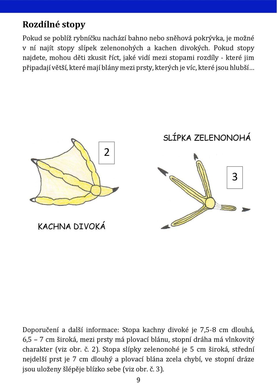 SLÍPKA ZELENONOHÁ 3 KACHNA DIVOKÁ Doporučení a další informace: Stopa kachny divoké je 7,5-8 cm dlouhá, 6,5 7 cm široká, mezi prsty má plovací blánu, stopní dráha má