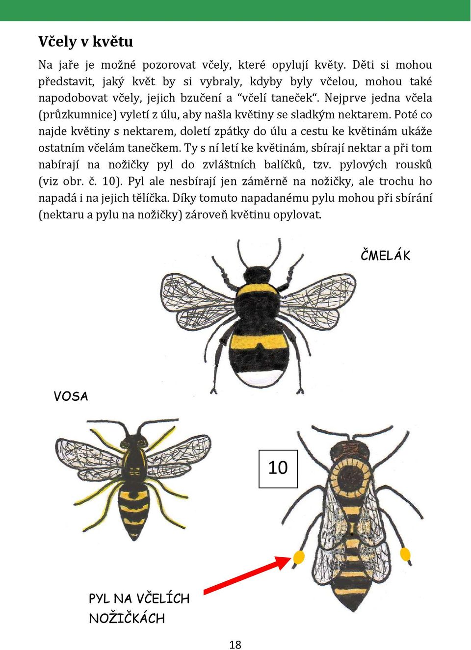 Nejprve jedna včela (průzkumnice) vyletí z úlu, aby našla květiny se sladkým nektarem.