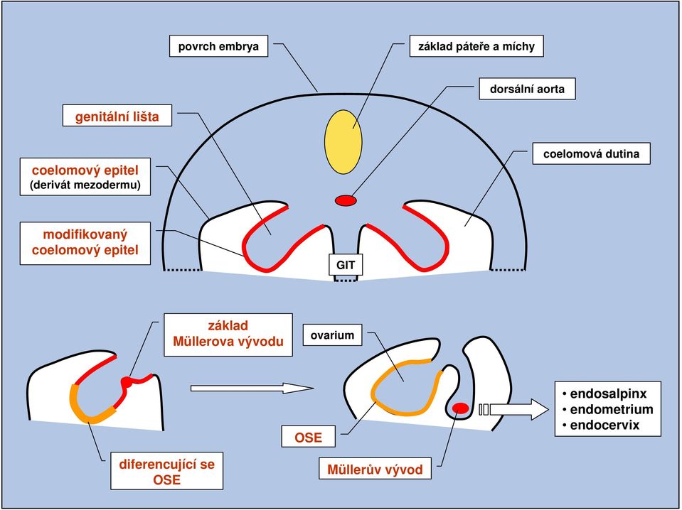 modifikovaný coelomový epitel GIT základ Müllerova vývodu ovarium