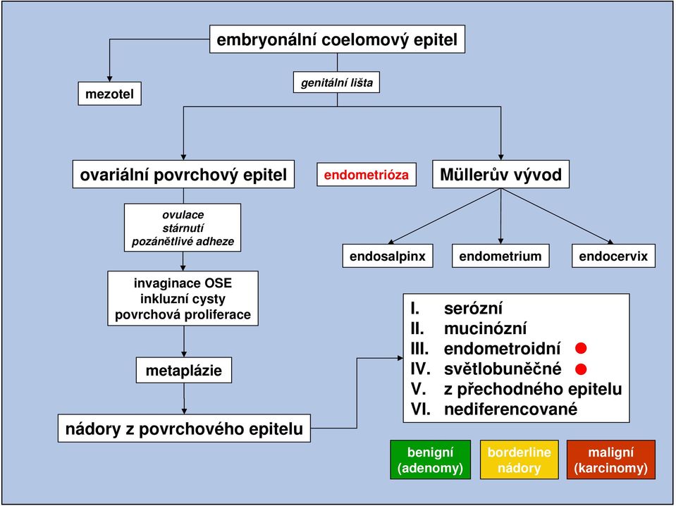 povrchového epitelu endosalpinx endometrium endocervix I. serózní II. mucinózní III. endometroidní IV.