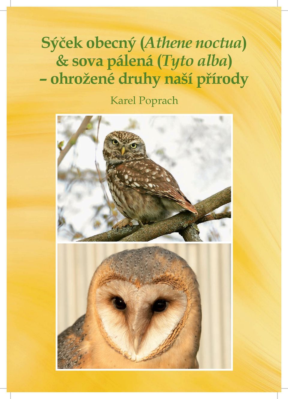 (Tyto alba) ohrožené