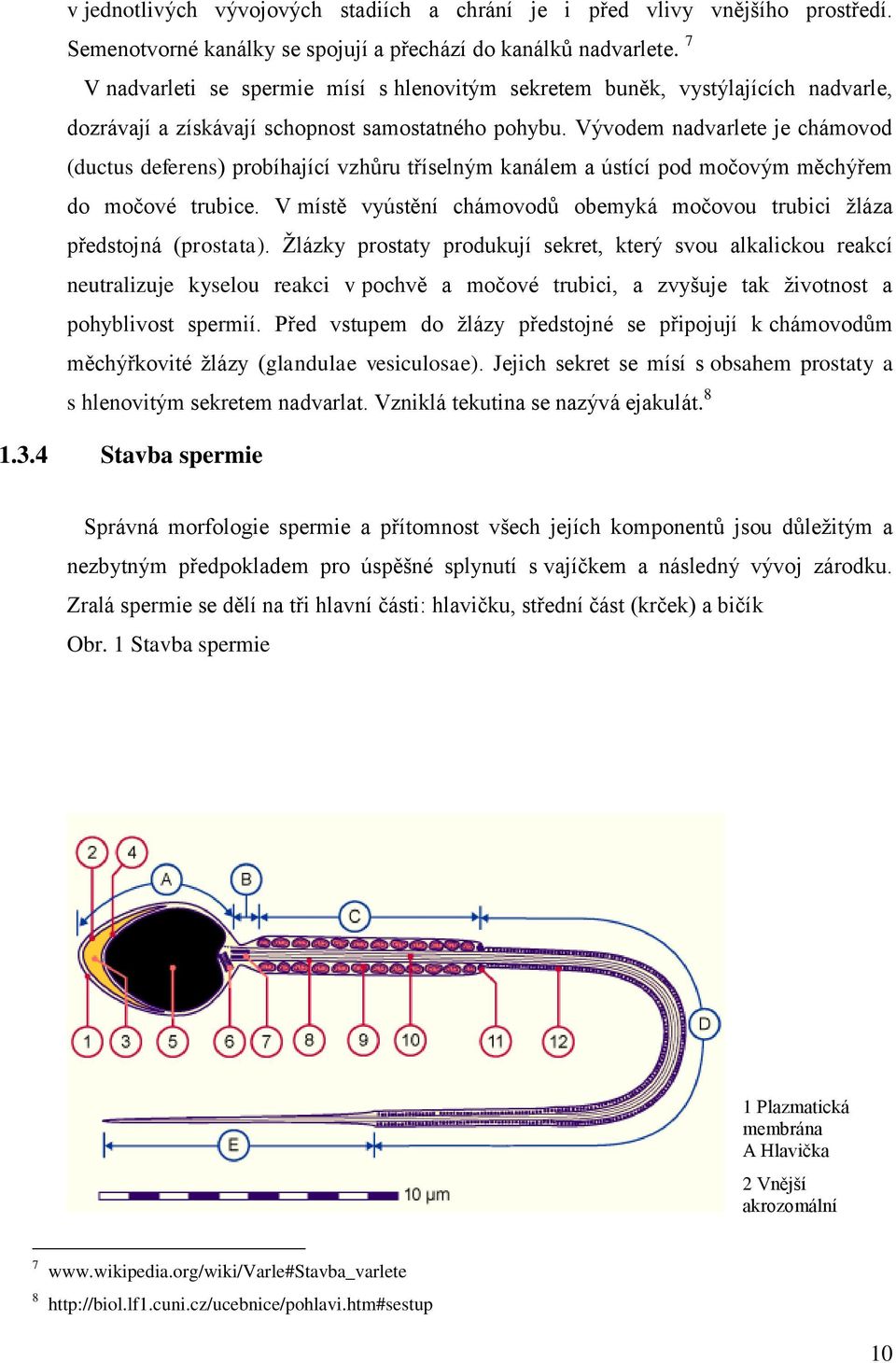 Vývodem nadvarlete je chámovod (ductus deferens) probíhající vzhůru tříselným kanálem a ústící pod močovým měchýřem do močové trubice.