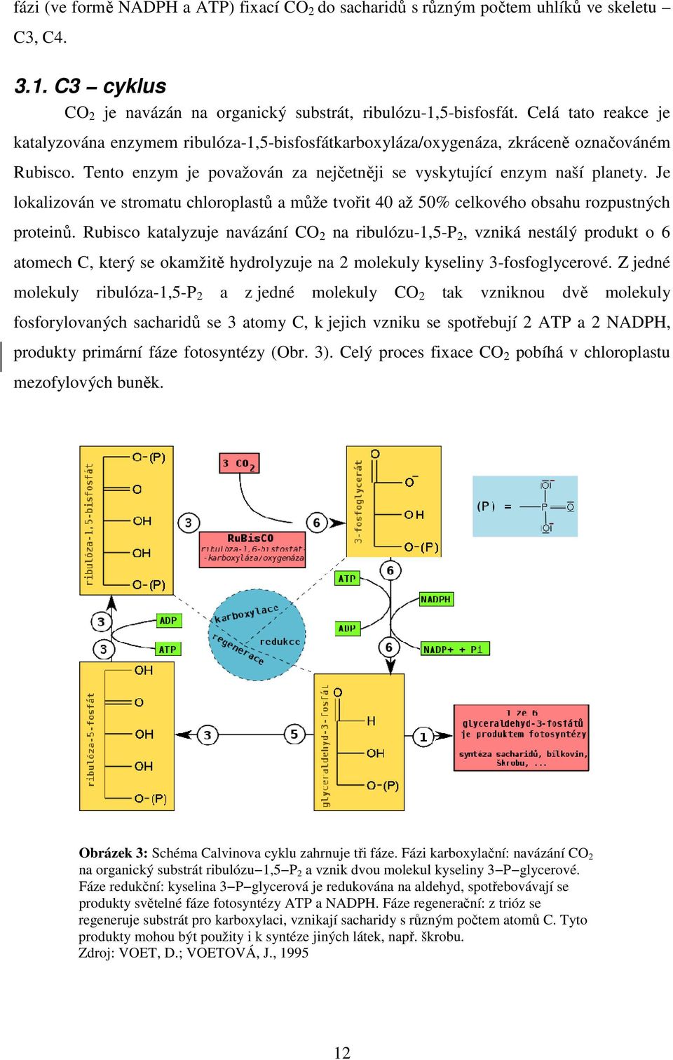 Je lokalizován ve stromatu chloroplastů a může tvořit 40 až 50% celkového obsahu rozpustných proteinů.