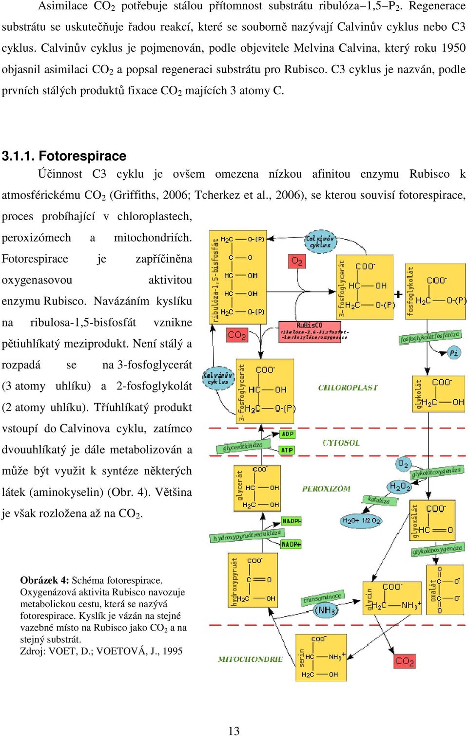 C3 cyklus je nazván, podle prvních stálých produktů fixace CO 2 majících 3 atomy C. 3.1.