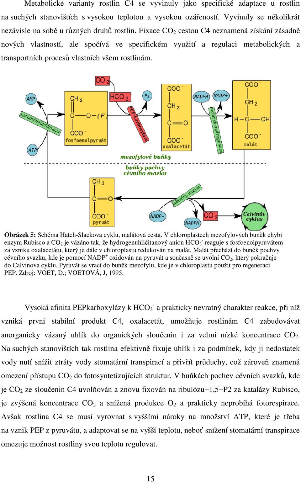 Fixace CO 2 cestou C4 neznamená získání zásadně nových vlastností, ale spočívá ve specifickém využití a regulaci metabolických a transportních procesů vlastních všem rostlinám.